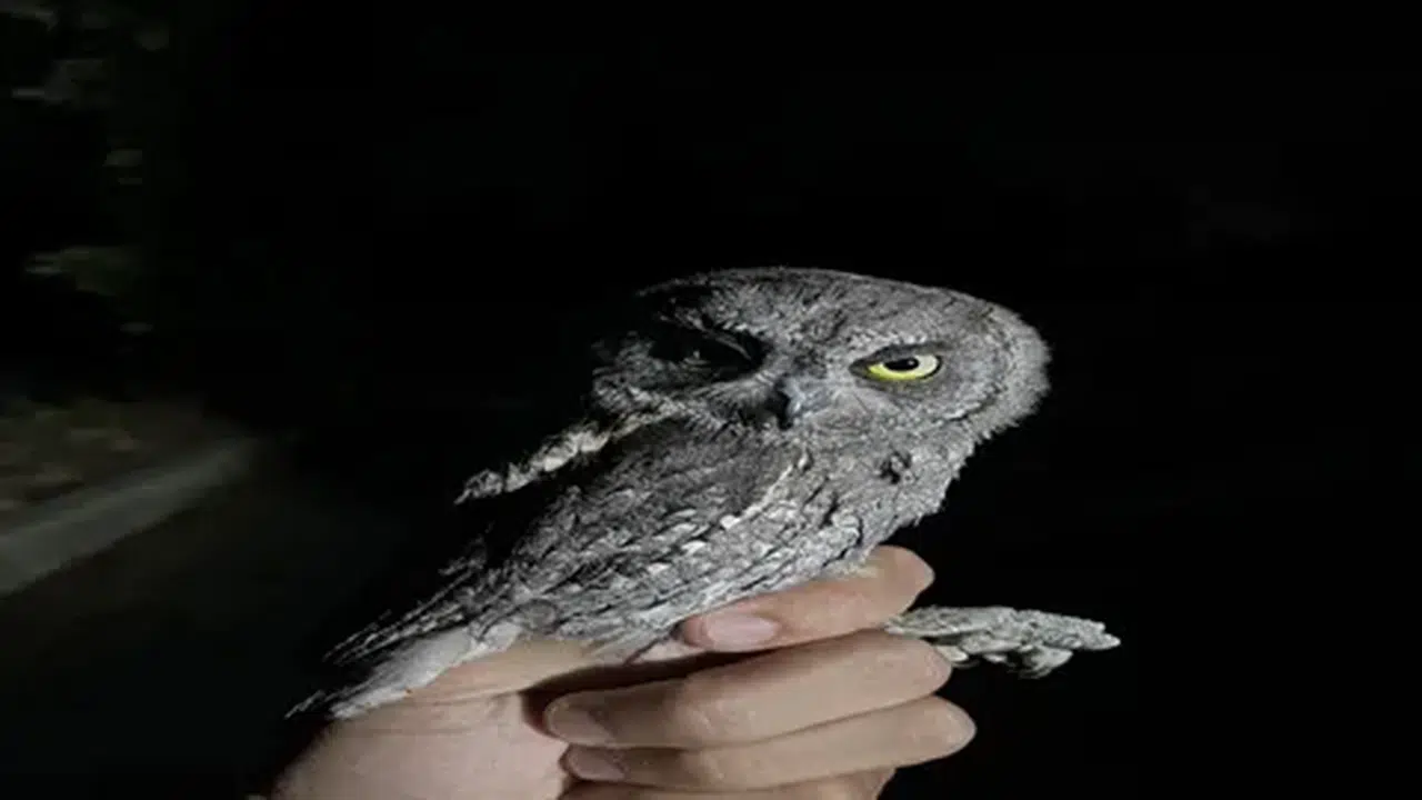 Ankara'da yaralı bulunan ishak kuşu tedavi edilip doğaya salındı