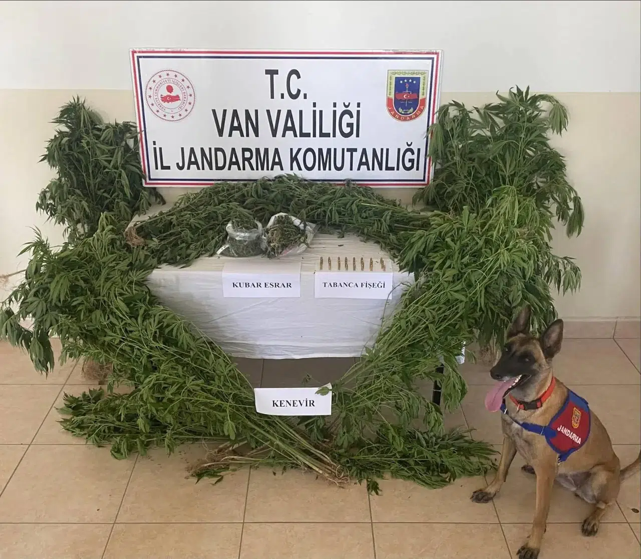 Van'da Çatı Katında Kenevir Üretiminde Yakalama: 127 Kök Bitki İmha Edildi