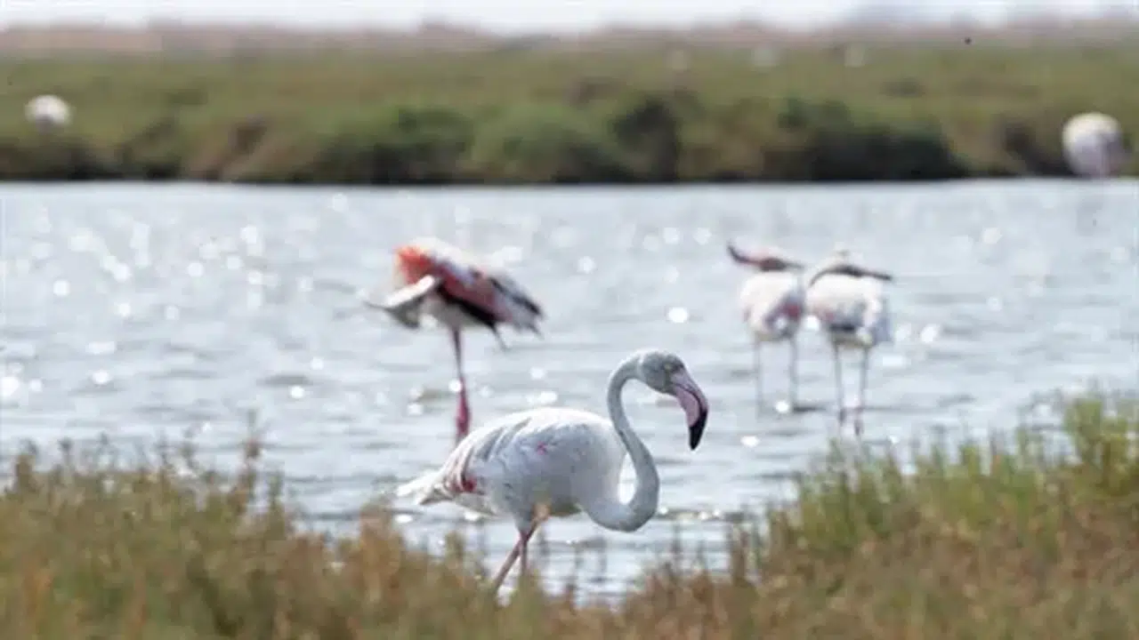 İzmir'de Flamingo Yolu turlarıyla Gediz Deltası'nda canlı doğa deneyimi fırsatı!