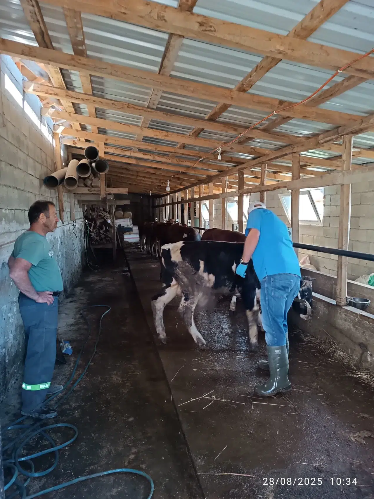 Trabzon'da yaylalarda büyükbaş hayvanlara şap aşısı uygulaması başlatıldı!