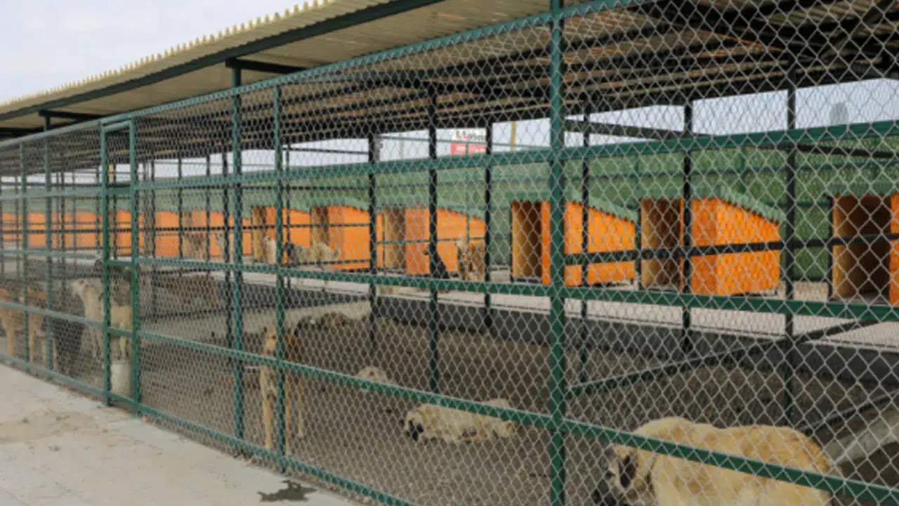 Isparta’da Hayvan Barınağı İçin 15 Daimi İşçi Alımı Yapılacak