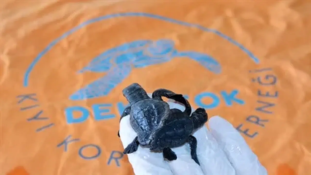 Sorgun'da ilk kez görülen siyam ikizi caretta yavruları koruma altına alındı