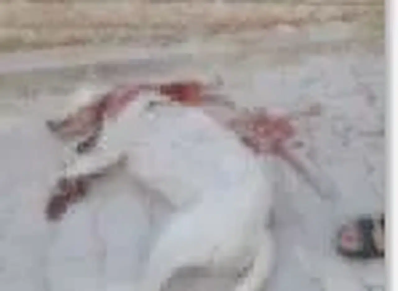 Hamile sokak köpeğini av tüfeği ile ağır yaralayan şüpheli, tutuklandı