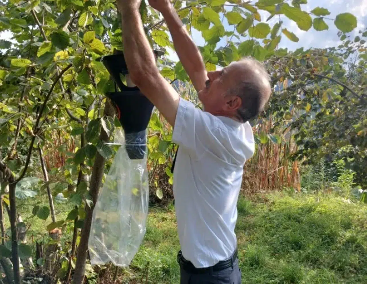 Arsin’de Kahverengi Kokarca Mücadelesi Kararlılıkla Sürüyor