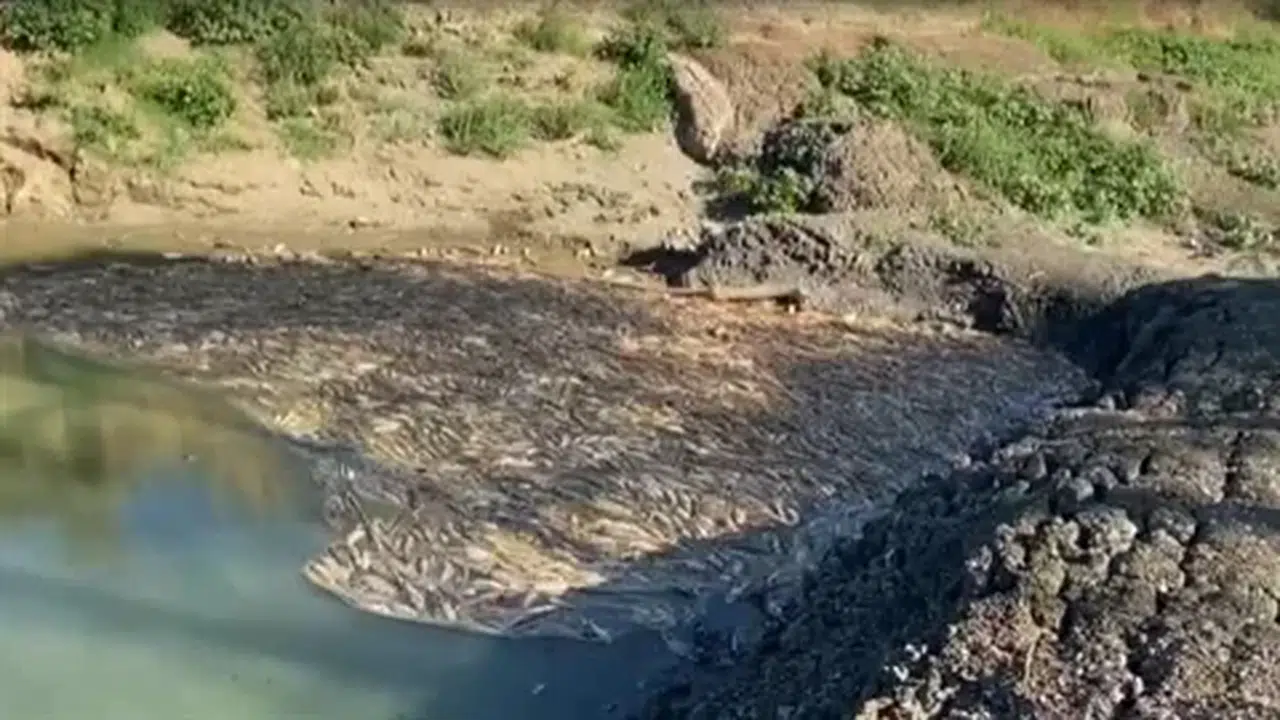 Biga'da Kocabaş Çayı'nda Kuraklığa Bağlı Balık Ölümleri Devam Ediyor