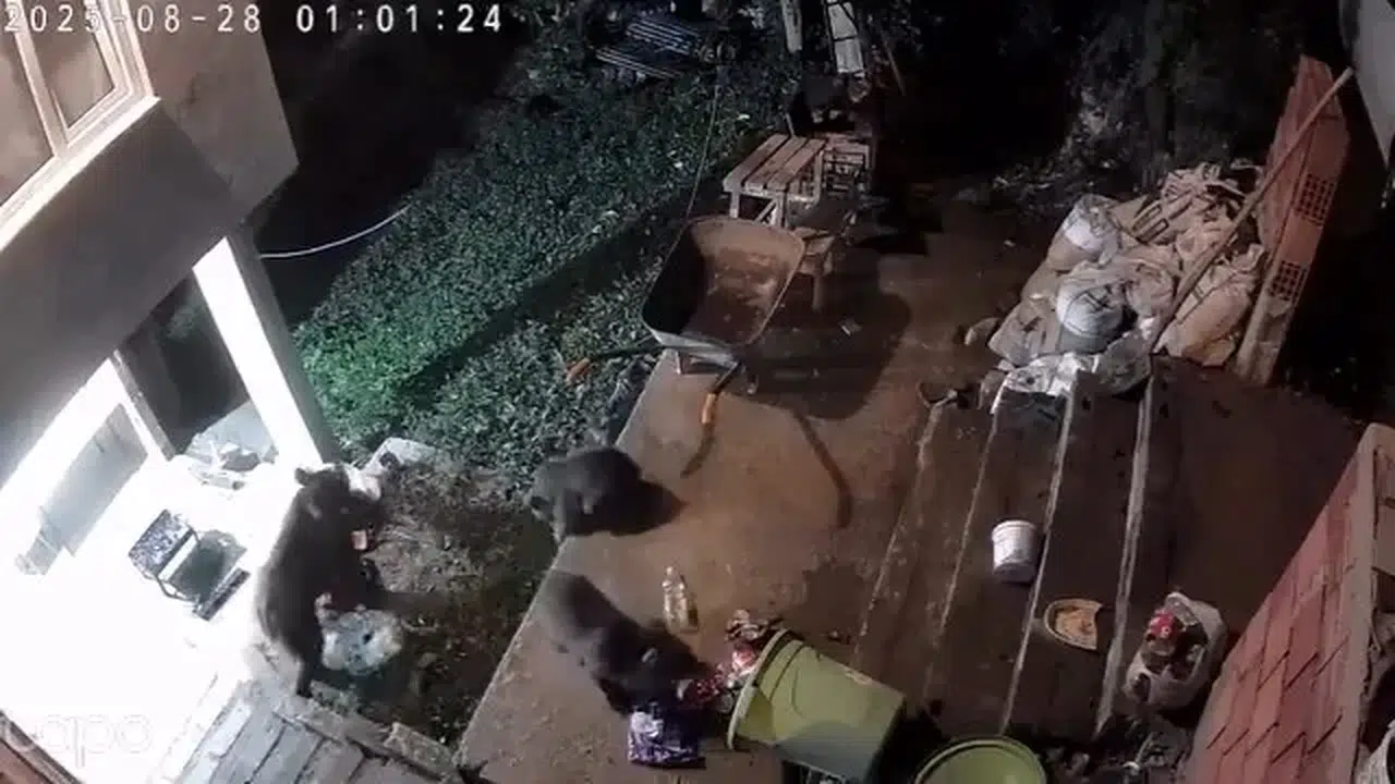 Rize'de Yiyecek Peşinde Koşan Ayı ve Yavrularının Görüntüleri Kaydedildi