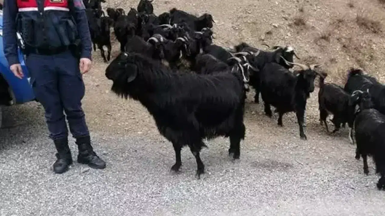 Burdur'da kaybolan keçiler dronla bulundu, çiftçiye teslim edildi