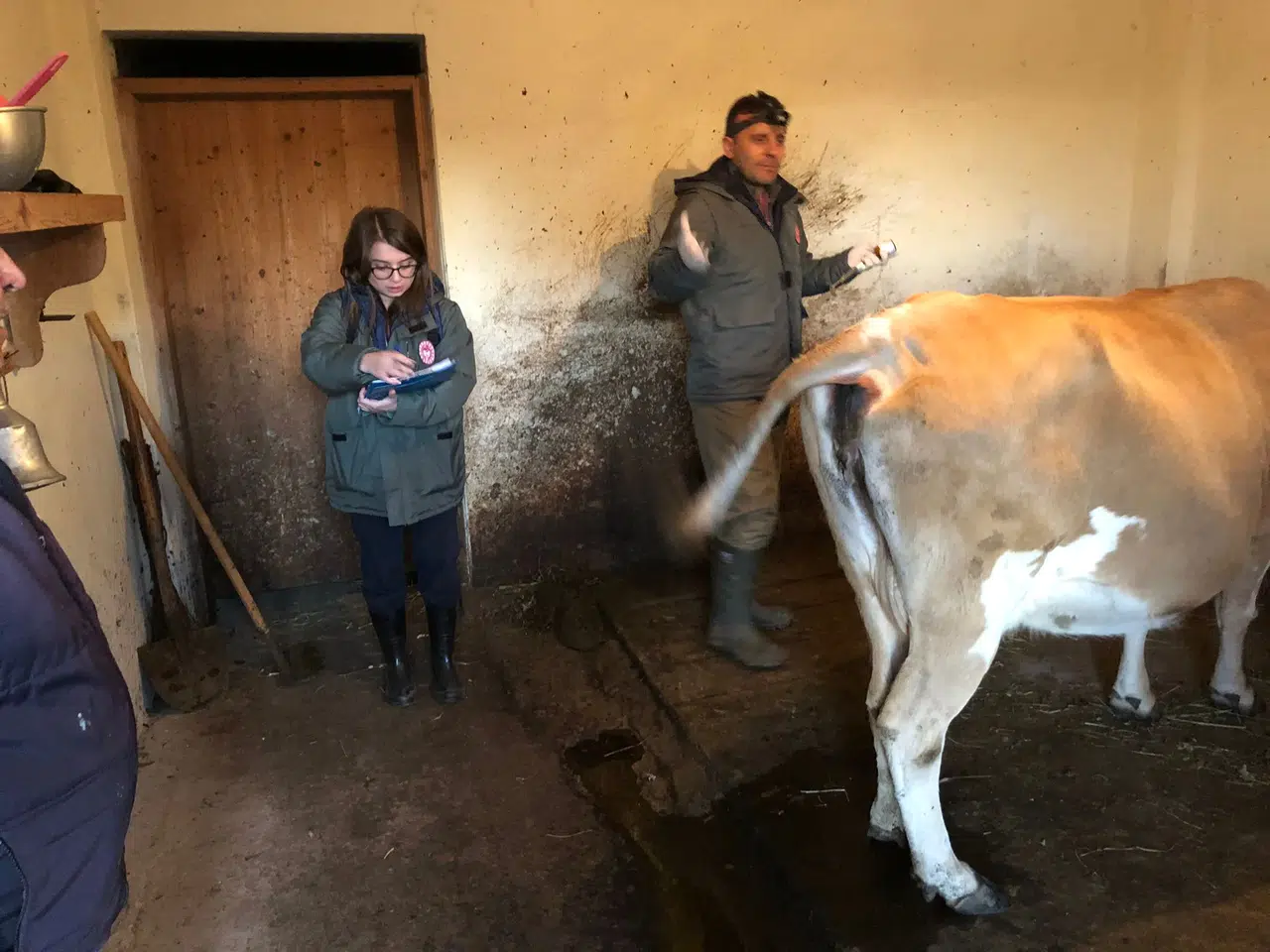 Dernekpazarı'nda Aşılama Çalışmaları Hayvancılığı Güvence Altına Alıyor