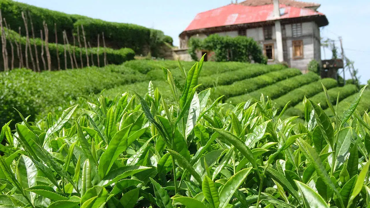 2025 Yılının Üçüncü Sürgün Yaş Çay Sezonu 3 Eylül’de Başlıyor