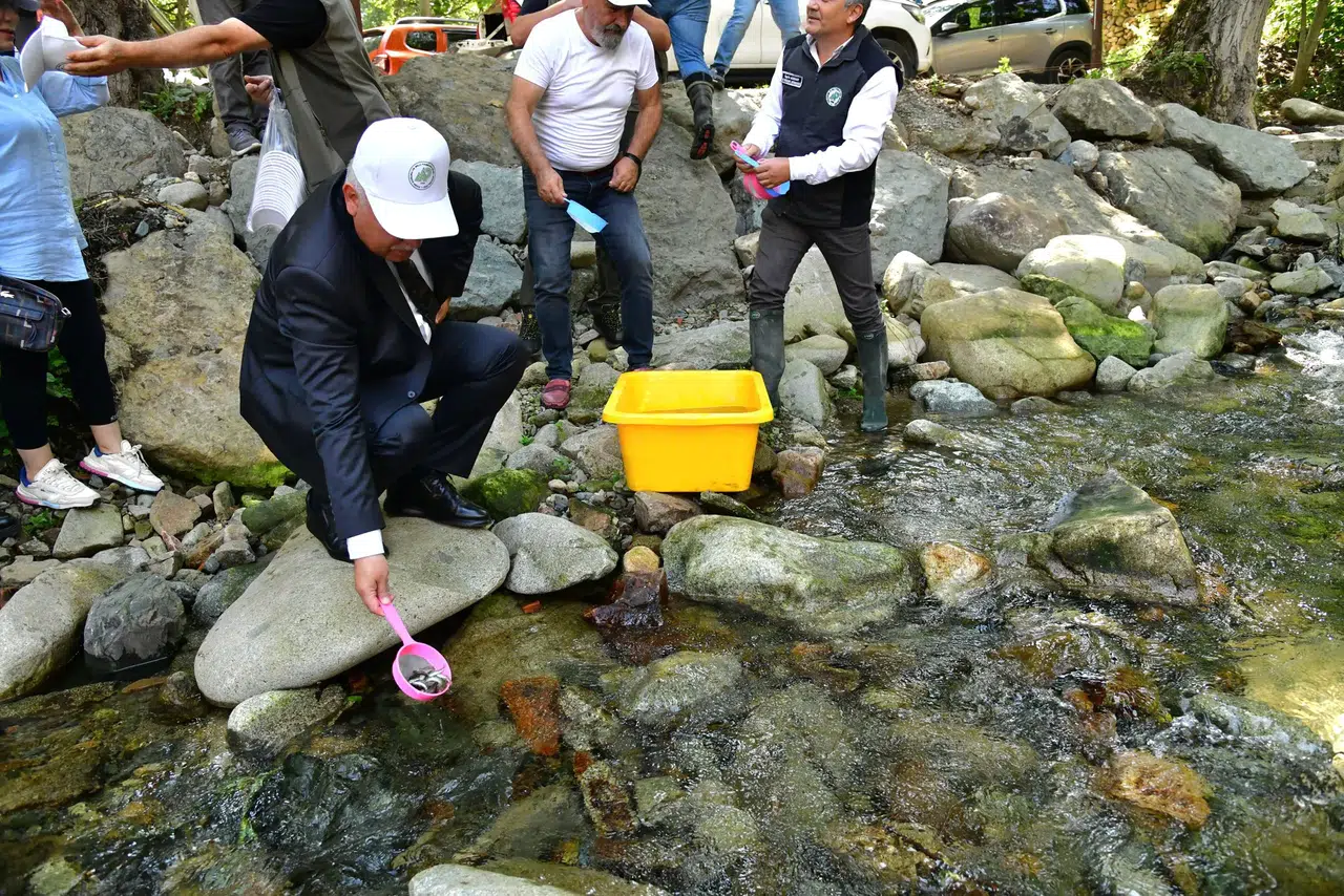 Çaykara'da 10 bin alabalık doğaya salındı, çevre bilinci arttı!