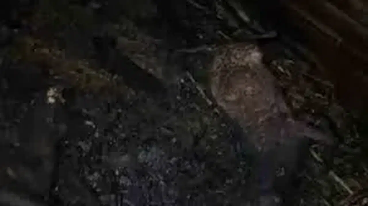 Adana'da ahırda çıkan yangında 7 küçükbaş hayvan telef oldu, ev de zarar gördü