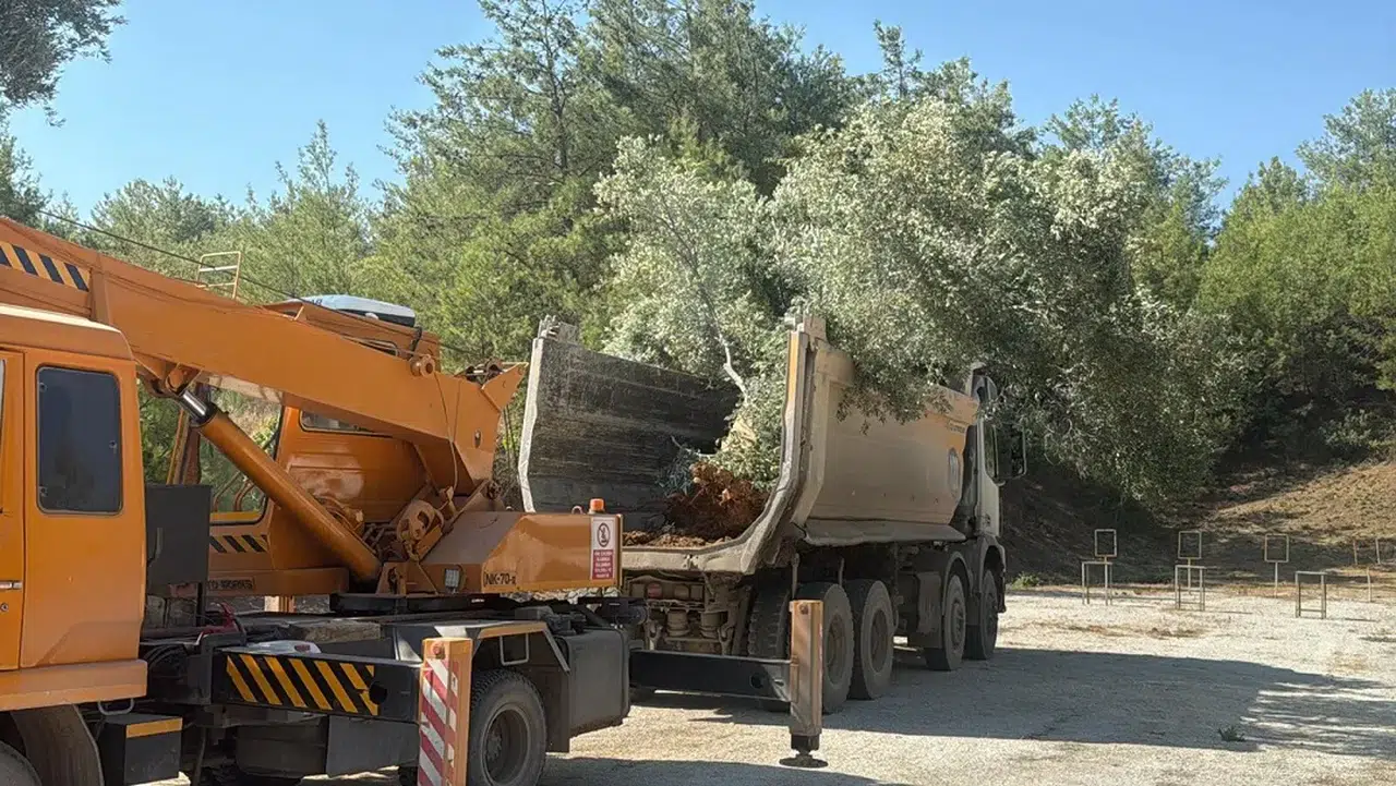 Zeytin Ağaçları Enerji Projesi İçin Taşınıyor, Sağlıklı Gelişim Duyuruldu