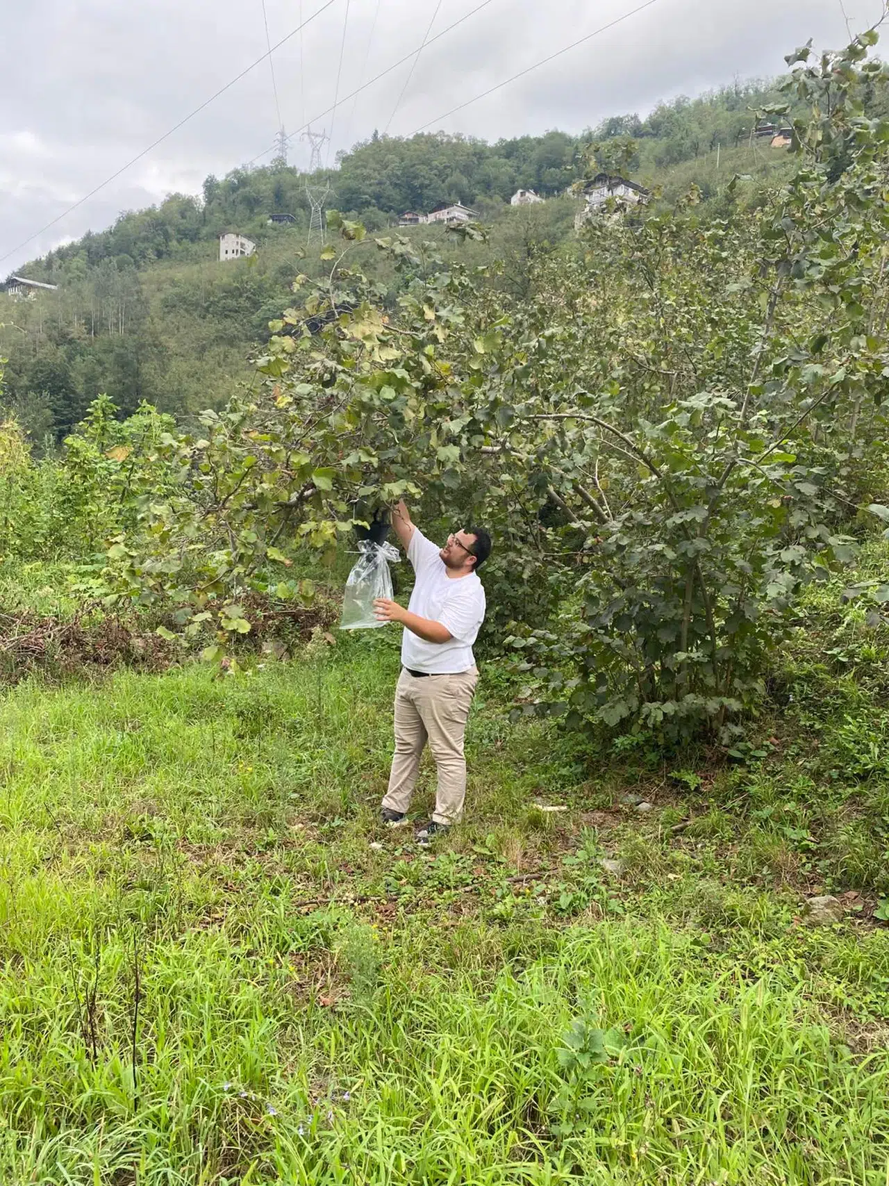 Çaykara'da kahverengi kokarca ile mücadele için tuzak çalışmaları başlatıldı
