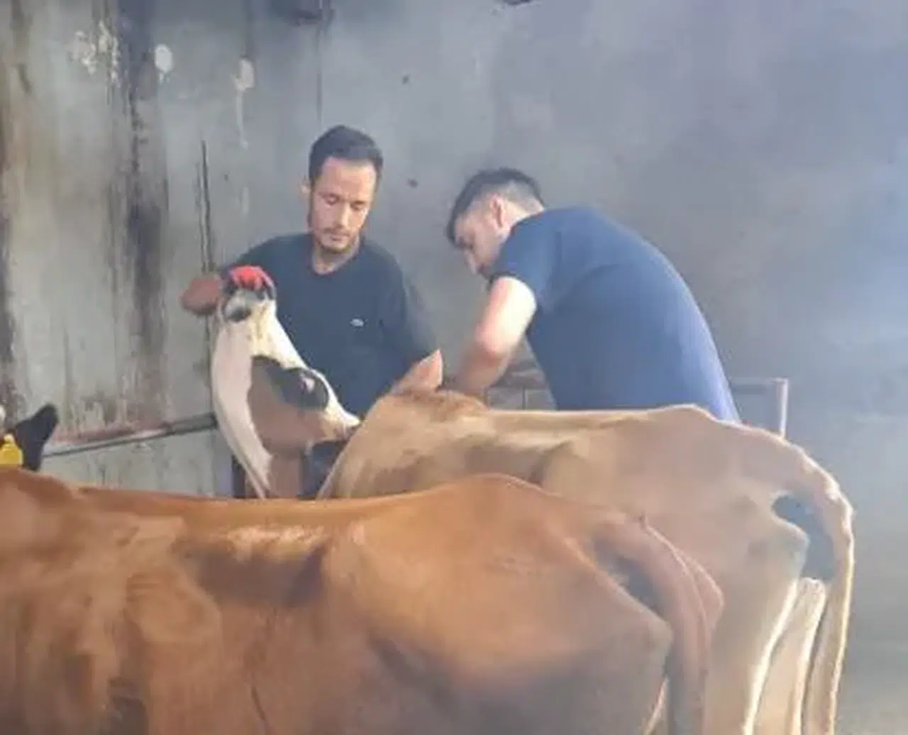 Hayrat'ta Aşılama Çalışmalarıyla Hayvan Sağlığı ve Ekonomi Güvende