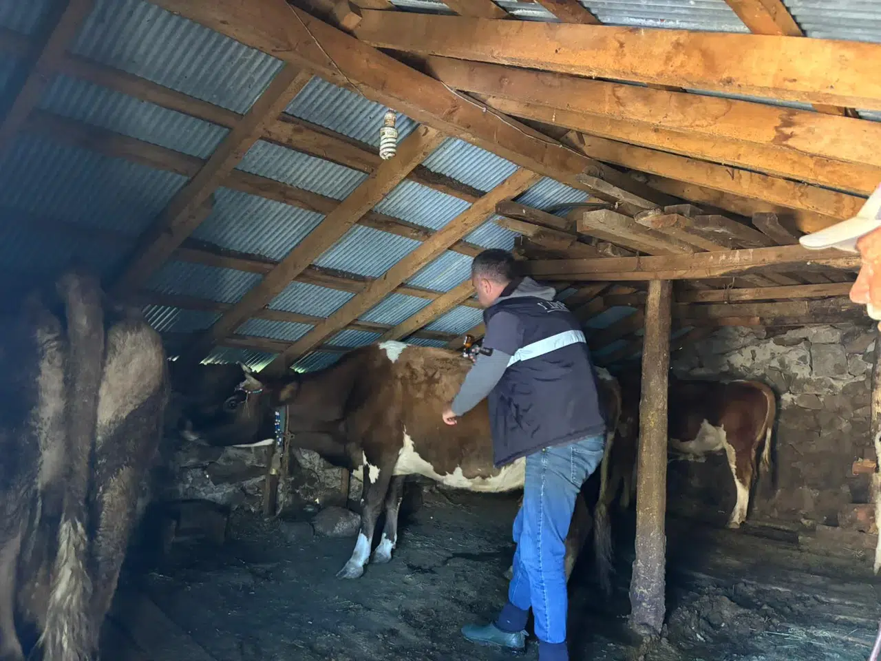 Vakfıkebir yaylarında aşılama seferberliğiyle hayvancılık sağlık ve güvence altına alınıyor