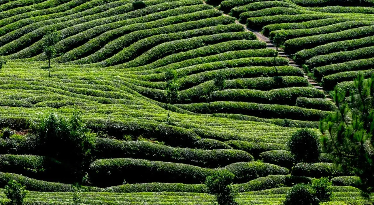 Çay Üreticilerine Müjde: Dekar Başına Destek 465 TL’ye Yükseltildi