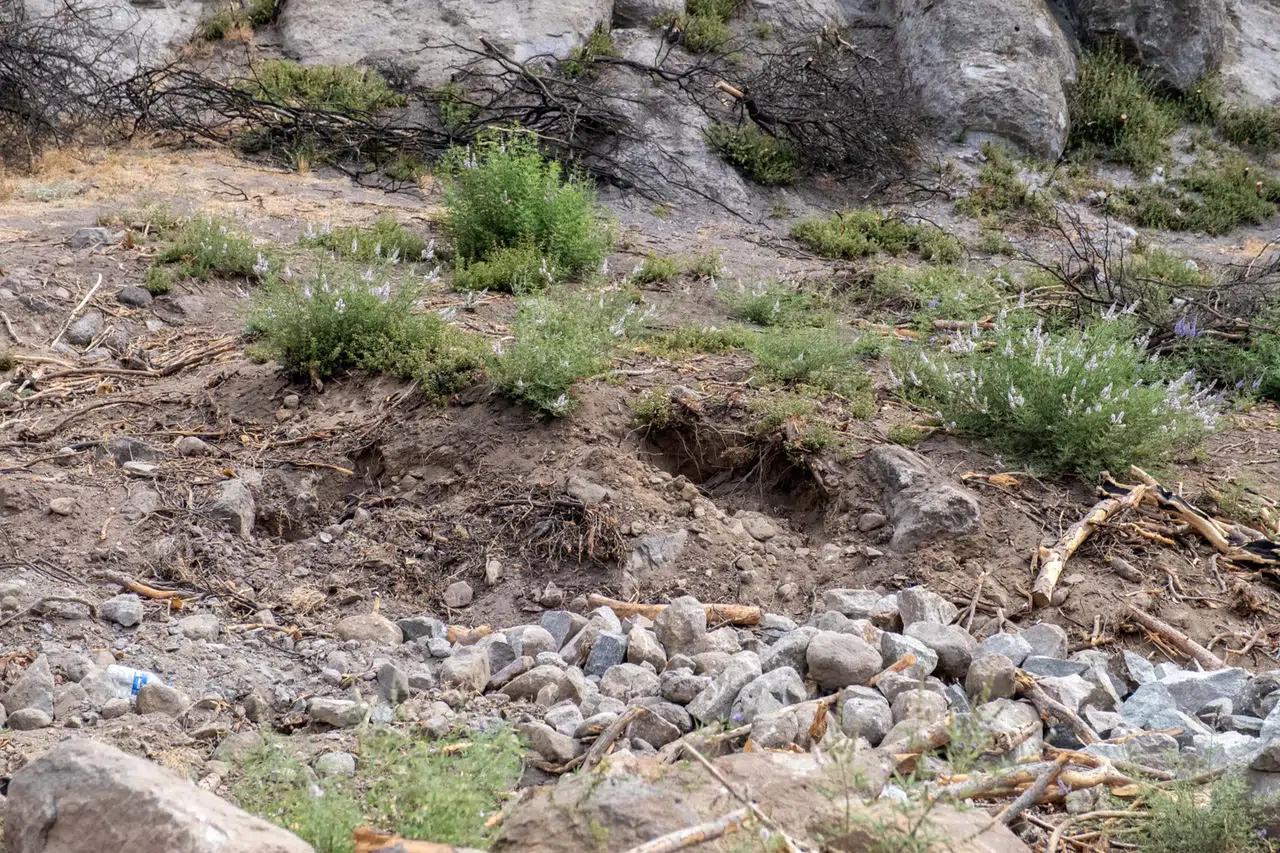 Yamanlar Dağı'ndaki orman yangını sonrası yeşerme çalışmaları başarıyla tamamlandı