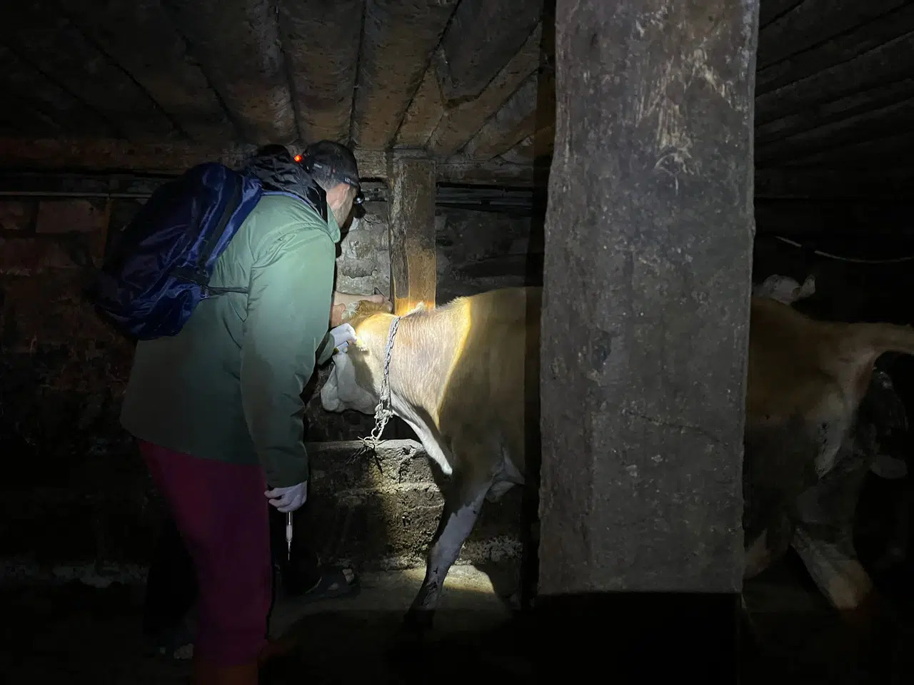 Trabzon'da Gece Aşılama Çalışmalarıyla Hayvancılık ve Halk Sağlığı Korunuyor