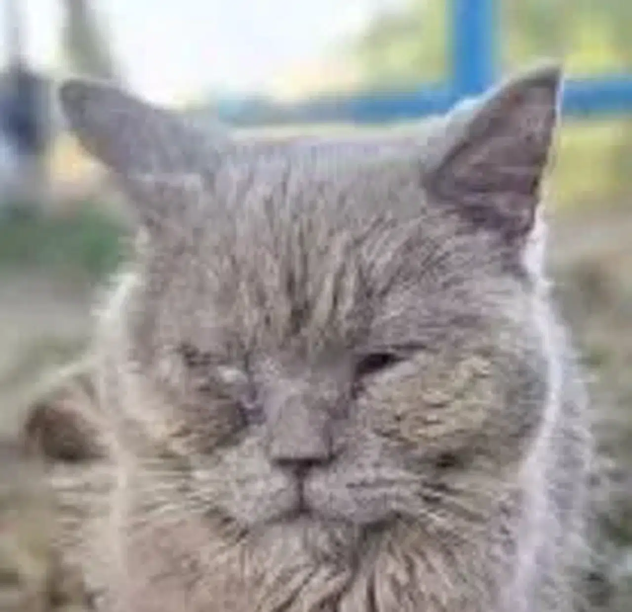 Alanya'da terkedilen British Shorthair kedi, başarılı operasyonla sağlığına kavuştu