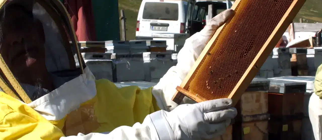 Rizeli Bal Üreticilerinden Önemli Uyarı: Sahte Bala Dikkat, Güvendiğiniz Markalardan Alışveriş Yapın