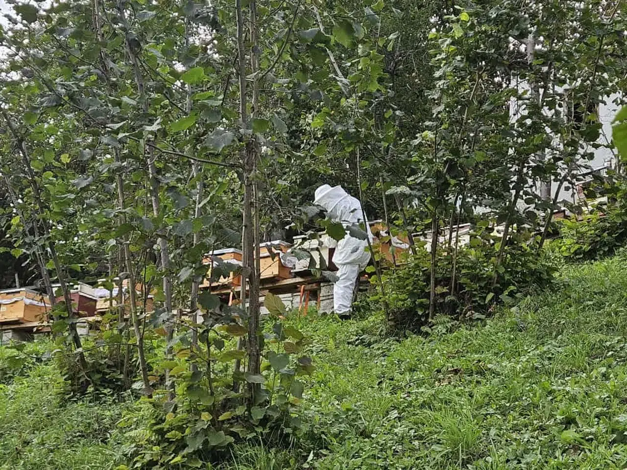 Şalpazarı'nda arıcılara destek için kovan tespit çalışmaları sürüyor, üreticiler bilgilendiriliyor