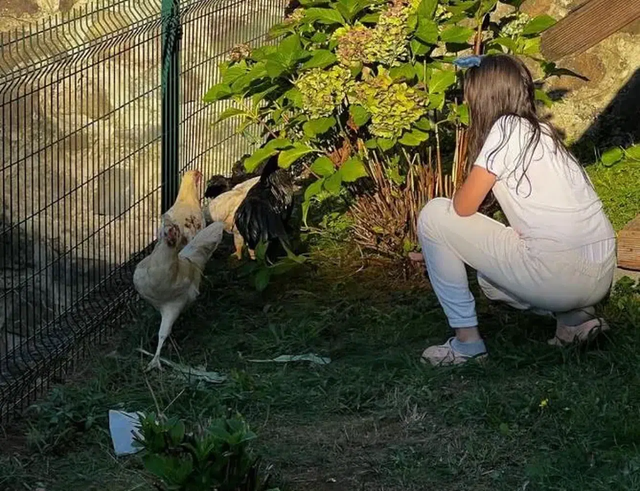 Trabzon'da çocuklar tavuk besleyerek doğa ile buluştu, sorumluluk bilinci kazandı