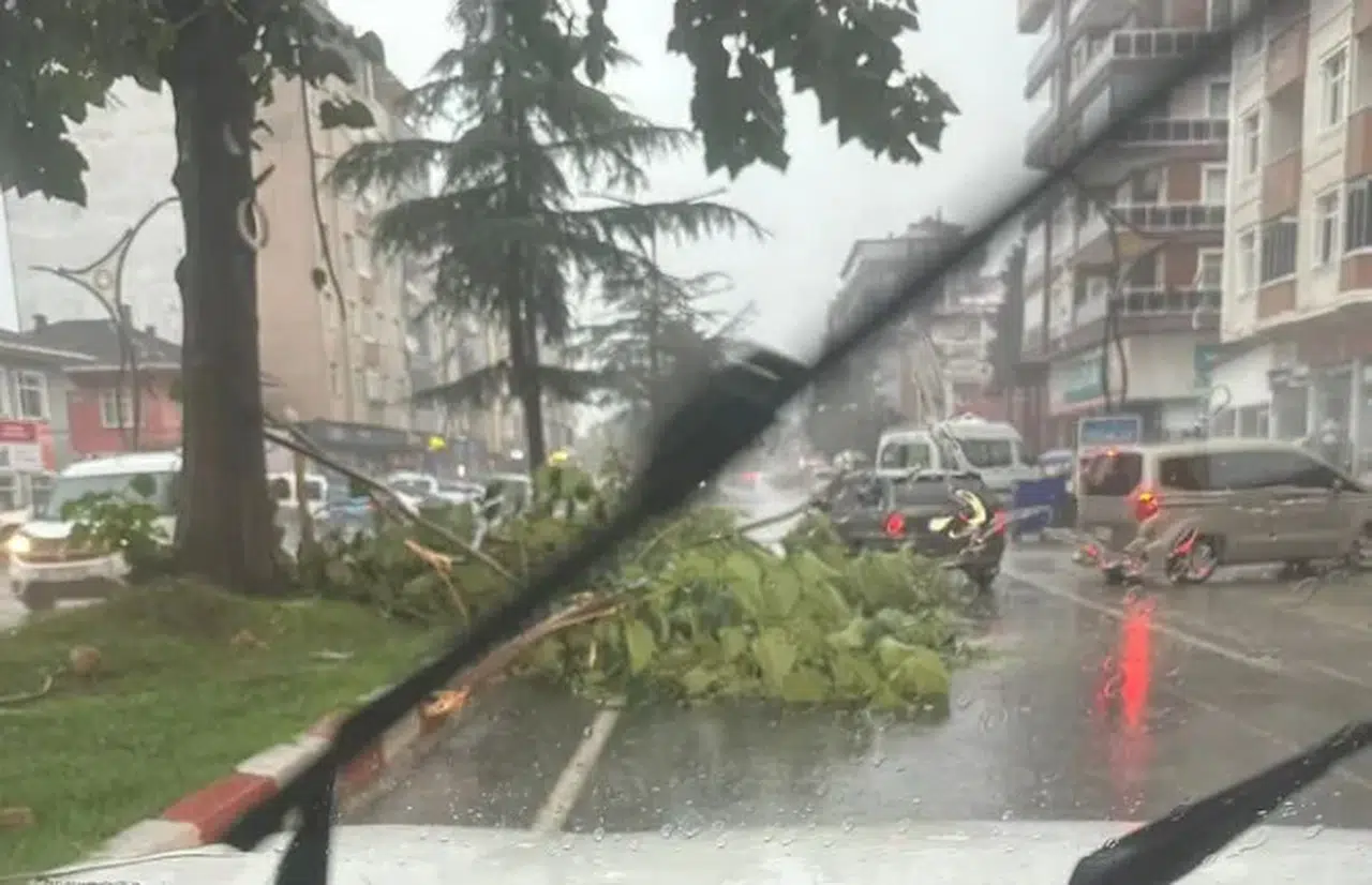 Rize Ardeşen’de Şiddetli Rüzgar Ağaç Devirdi