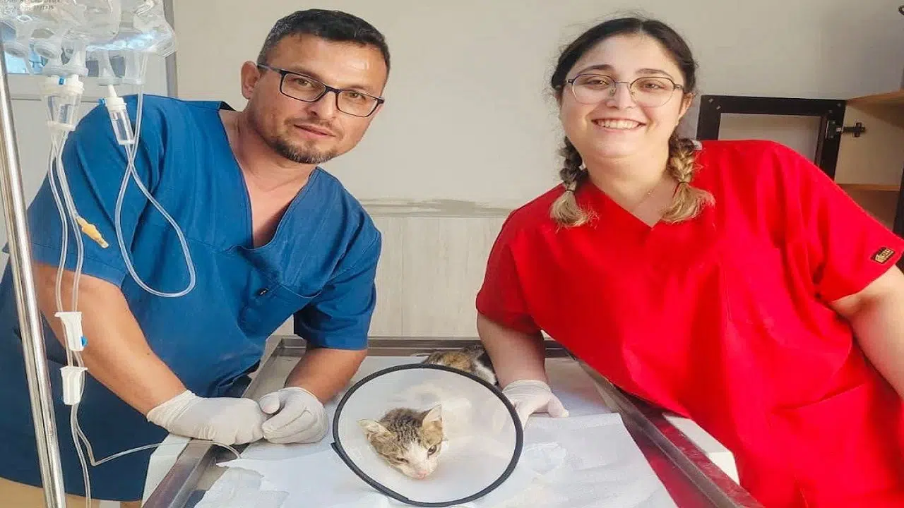 Alanya'da yaralı kedi başarılı çene ameliyatıyla sağlığına kavuştu ve doğal yaşamına geri döndü