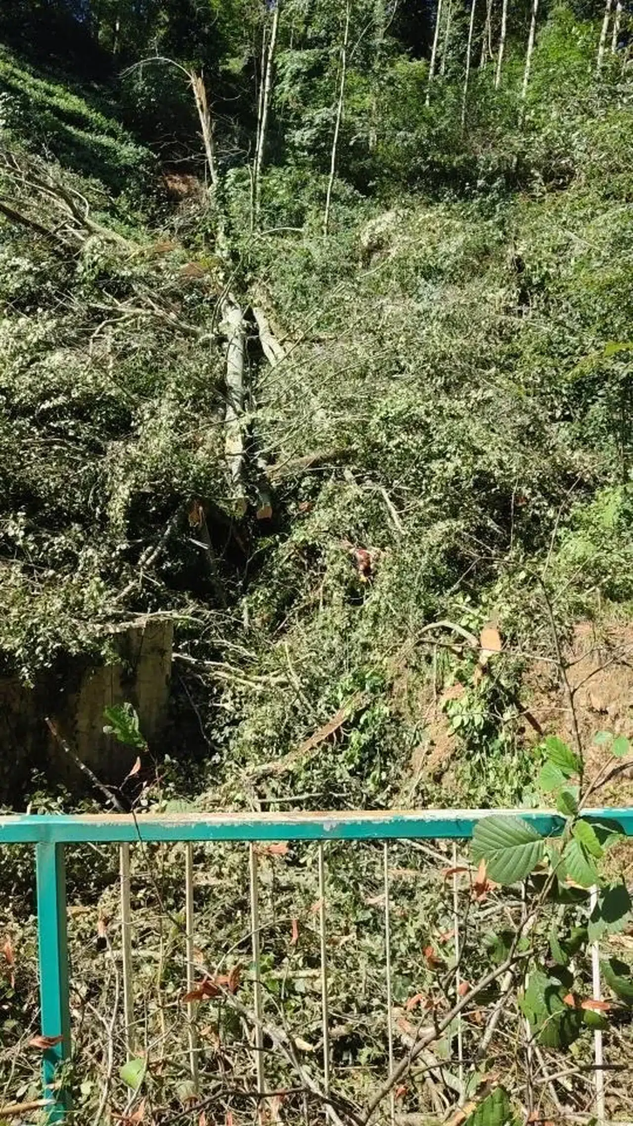 Rize'de Ağaç Altında Kalan Hızır Küçük Hayatını Kaybetti