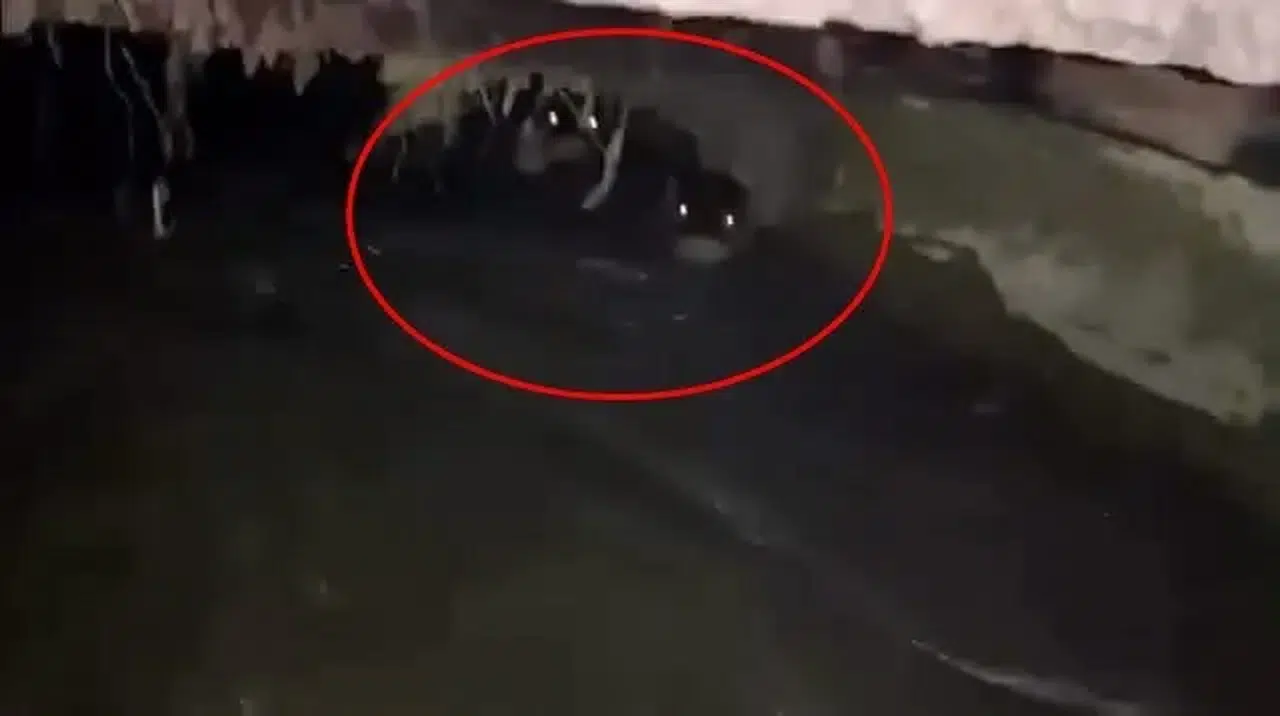 İnegöl'de Sulama Kanalında Su Samuru Görüntülendi