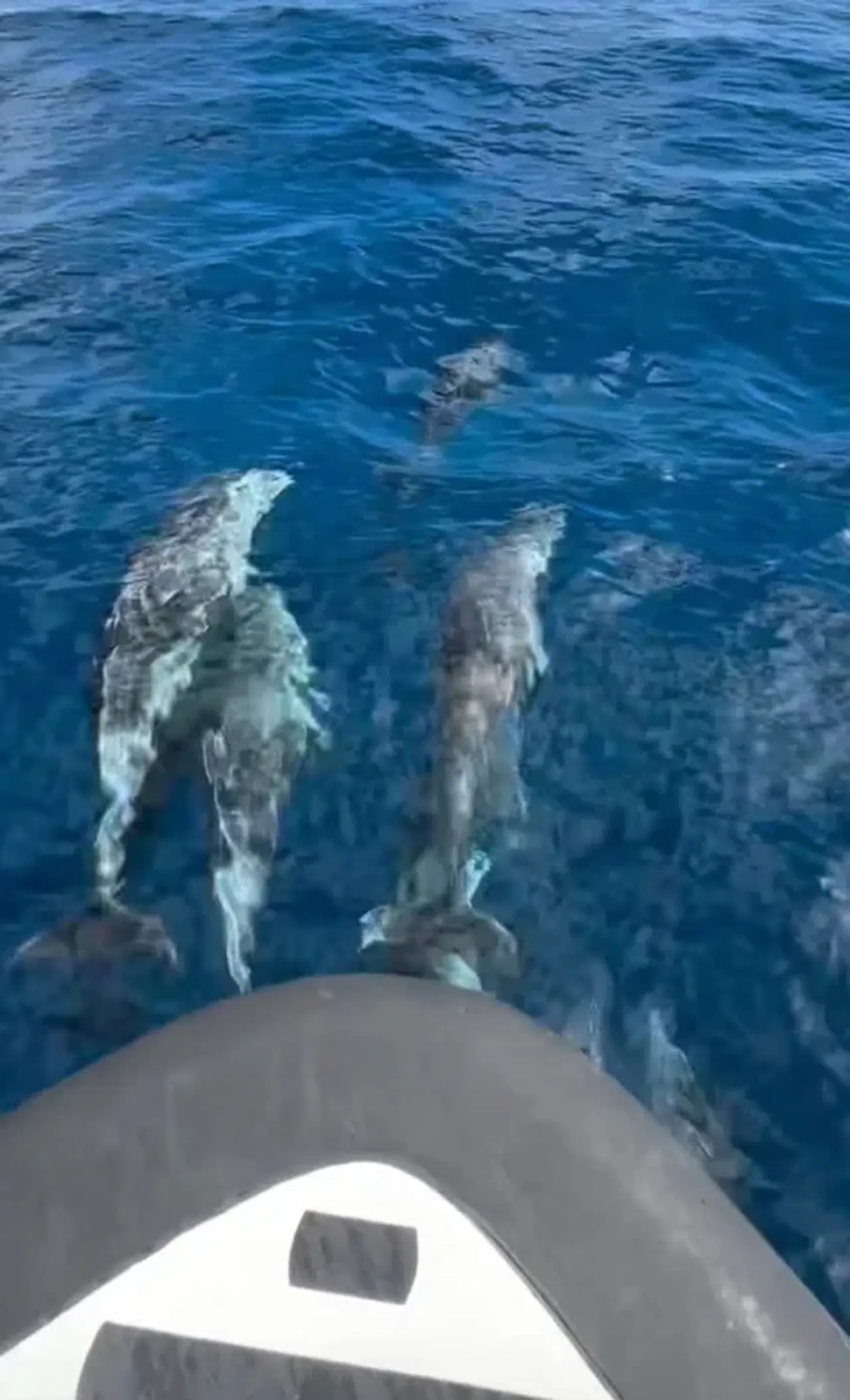 Enez'de yunus sürüsü teknelerle yarıştı, o anlar cep telefonuyla görüntülendi