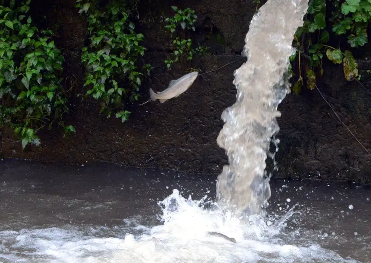 Selin vurduğu tesiste alabalıkların oksijen mücadelesi