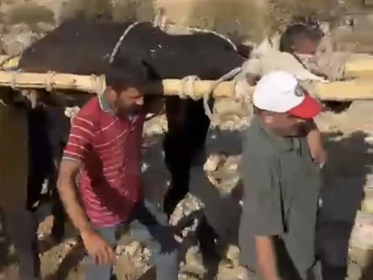 500 kilo inek, köylüler tarafından 5 gün sonra dağdan sedye ile kurtarıldı