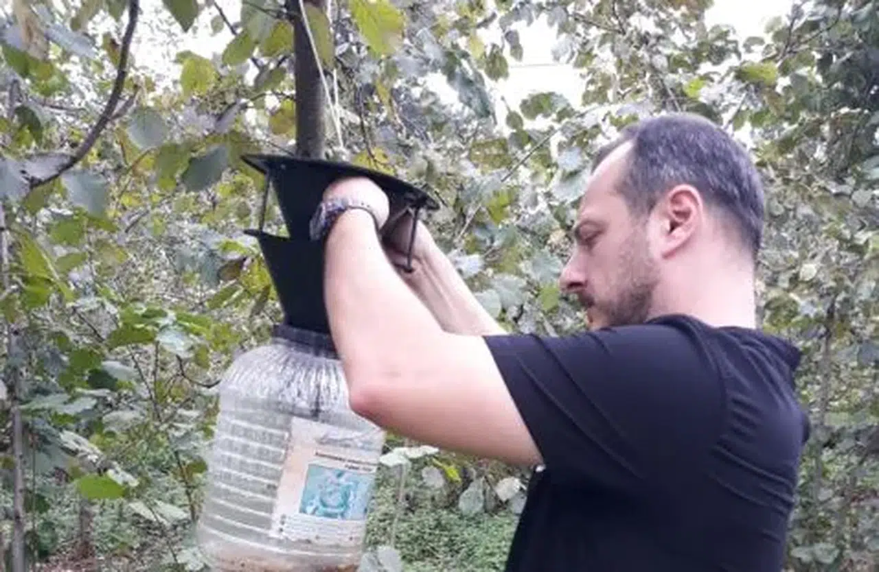 Ortahisar'da kahverengi kokarca zararlısına karşı yoğun mücadele başlatıldı