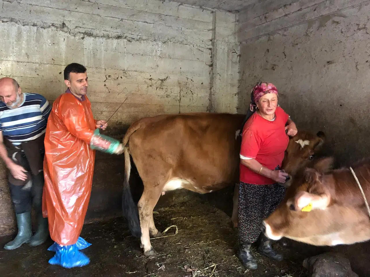 Dernekpazarı'nda Suni Tohumlama ile Hayvancılıkta Verimlilik Artıyor