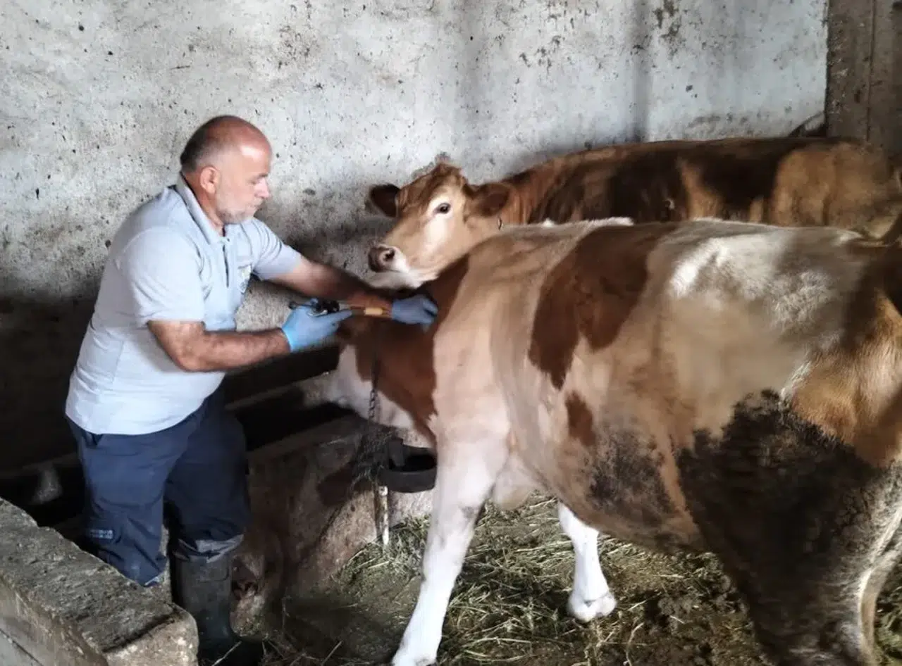 Bayburt'ta Sonbahar Şap Aşısı Dağıtımı Sürüyor!