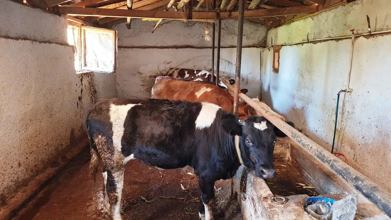 Hisarcık'ta Şap Hastalığı Nedeniyle İlçe Karantinaya Alındı