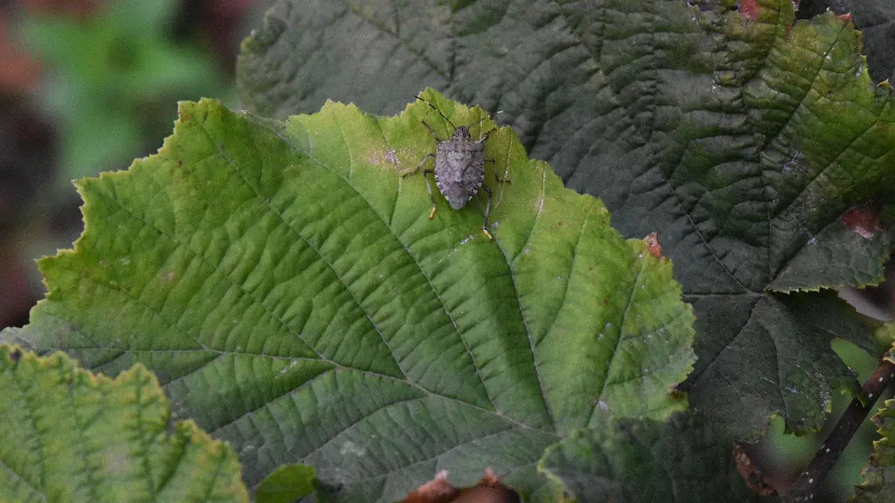 Tarımın Sessiz Kahramanları: Of’ta Kahverengi Kokarca Operasyonu Başladı