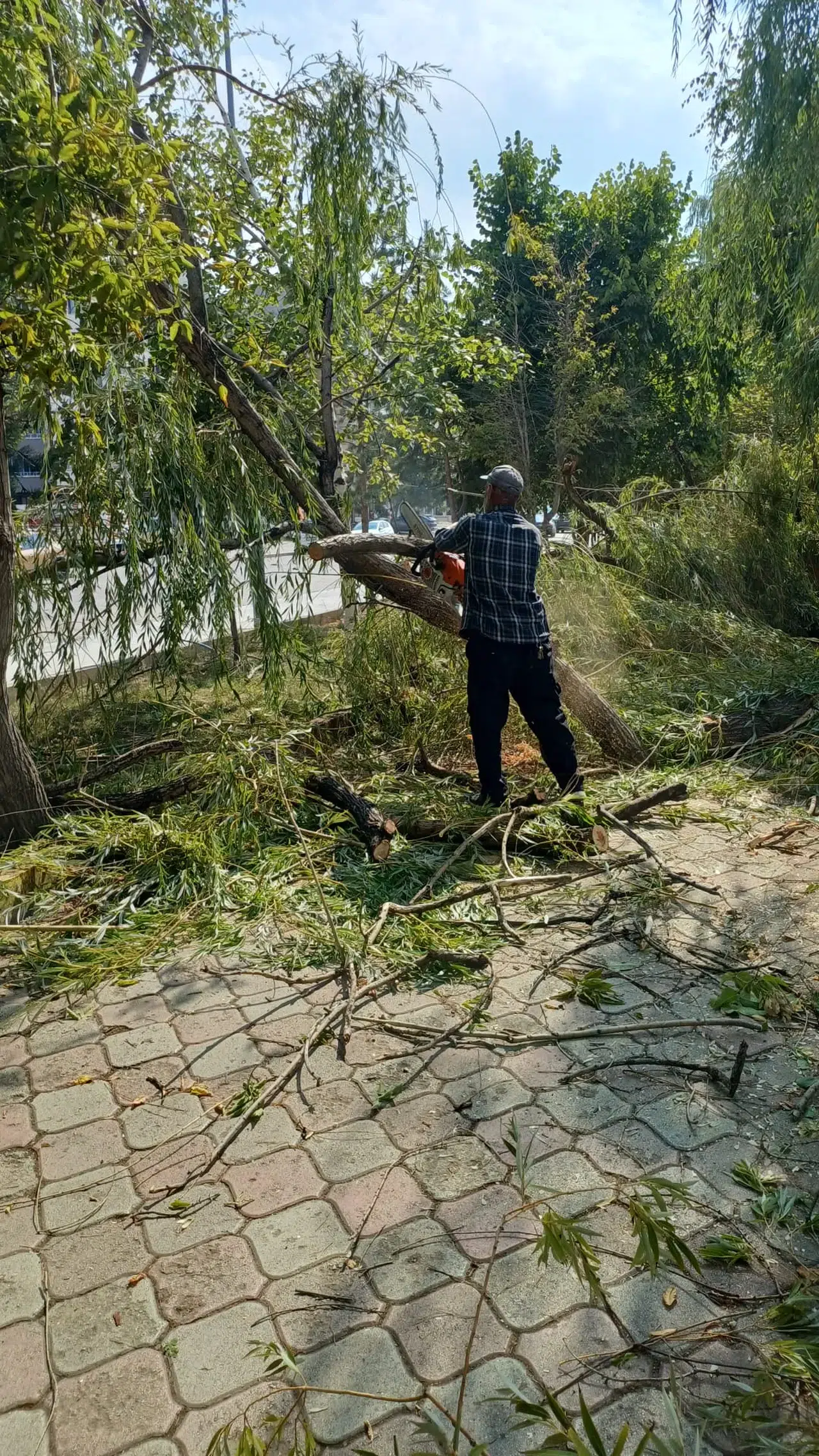 Oltu Belediyesi'nden yürüyüş yollarında güvenliği artıran ağaç budama çalışmaları