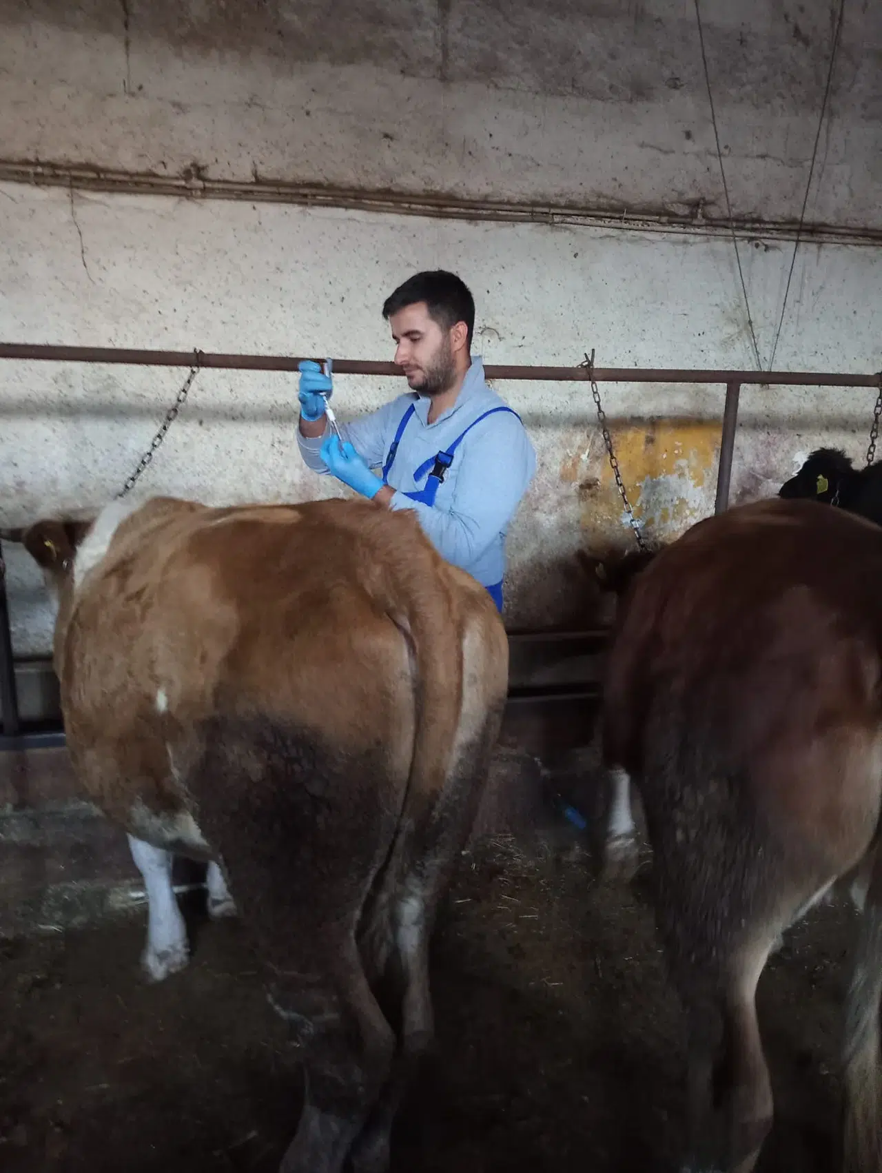 Aydıntepe'de Şap Aşılama Kampanyası Başarıyla Tamamlandı, Hayvan Sağlığı Güvende