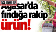 Ağasar’da Fındığa Yeni Rakip: Alternatif Tarım Ürünleri Yükseliyor!