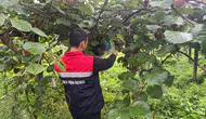 Rize’de Kahverengi Kokarcaya Karşı Kışlak Mücadelesi Başladı