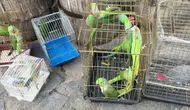 İstanbul'daki Petshop Denetimlerinde 39 Papağan Ele Geçirildi!