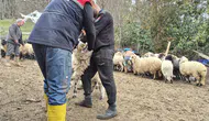 Tonya’da Küçükbaş Hayvanlar İçin Aşılama ve Kimliklendirme Çalışmaları Sürüyor