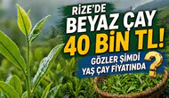 Rize'de Beyaz Çay Fiyatları 40 Bin TL'ye Yükseldi!