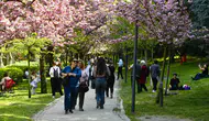 Sakura ağaçları baharın gelişini müjdeledi, rengarenk çiçeklerle doğayı süsledi