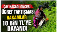 Çay Hasadı Öncesi Ücret Tartışması: Rakamlar 10 Bin TL’ye Dayandı