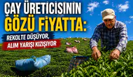 Çay Üreticisinin Gözü Fiyatta: Rekolte Düşüyor, Alım Yarışı Kızışıyor