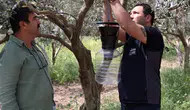 Kahverengi kokarca böceğine karşı feromon tuzaklı mücadele başladı