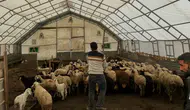 Bayburt Aydıntepe’de Küçükbaş Hayvanlar İçin Aşılama ve Küpeleme Çalışmaları Sürüyor